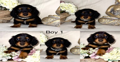 Dachshund dogs - Advert 2
