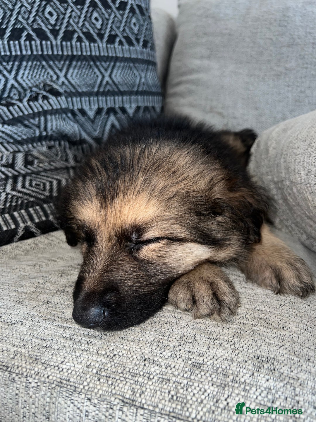 German Shepherd dogs for sale: Ready now 🥰 GSD puppies health tested parents - Image 7