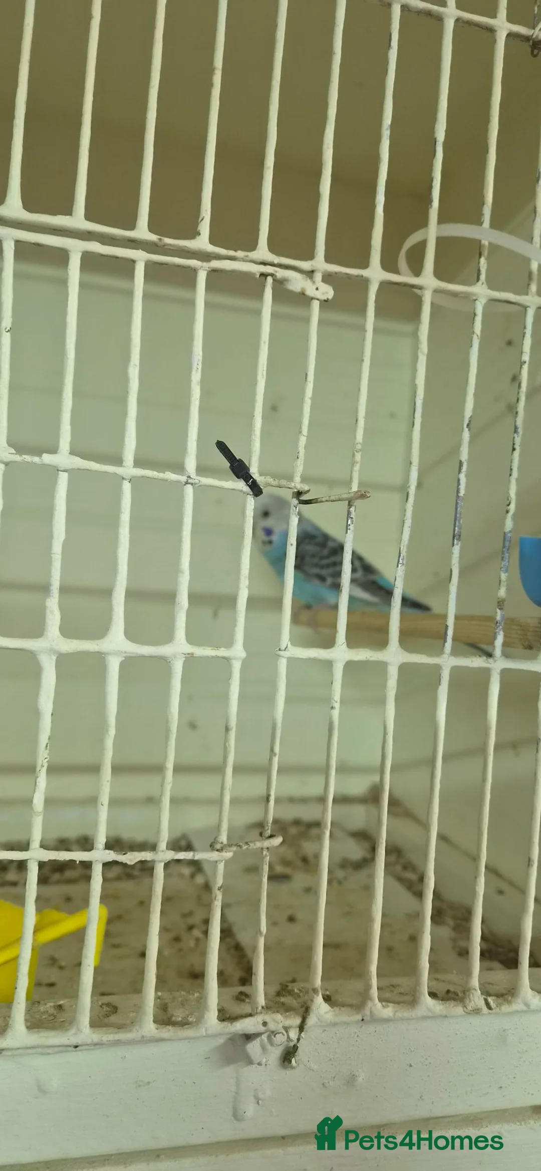 Budgerigars birds for sale: 3 Budgies & Lovebird Pair for Sale – 1 Year Old  in Burton-on-Trent - Advert 2