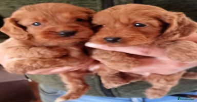 Cockapoo dogs - Advert 2
