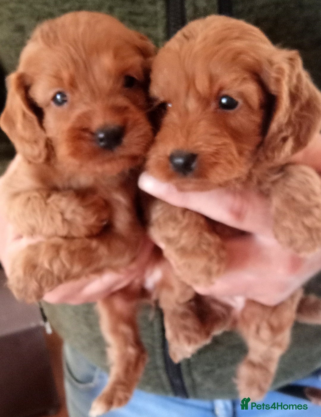 Cockapoo dogs for sale: Cockapoo puppies f1 show ) ruby red! In litter ♥️ - Image 2