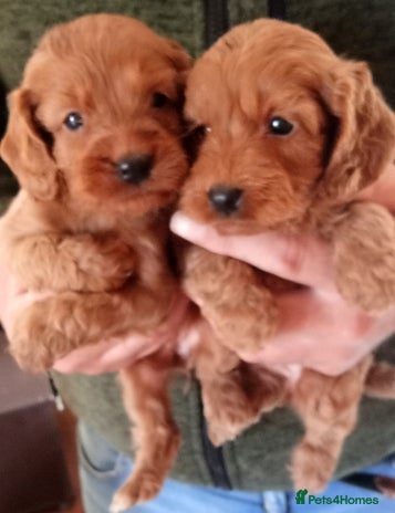 Cockapoo dogs - Advert 2