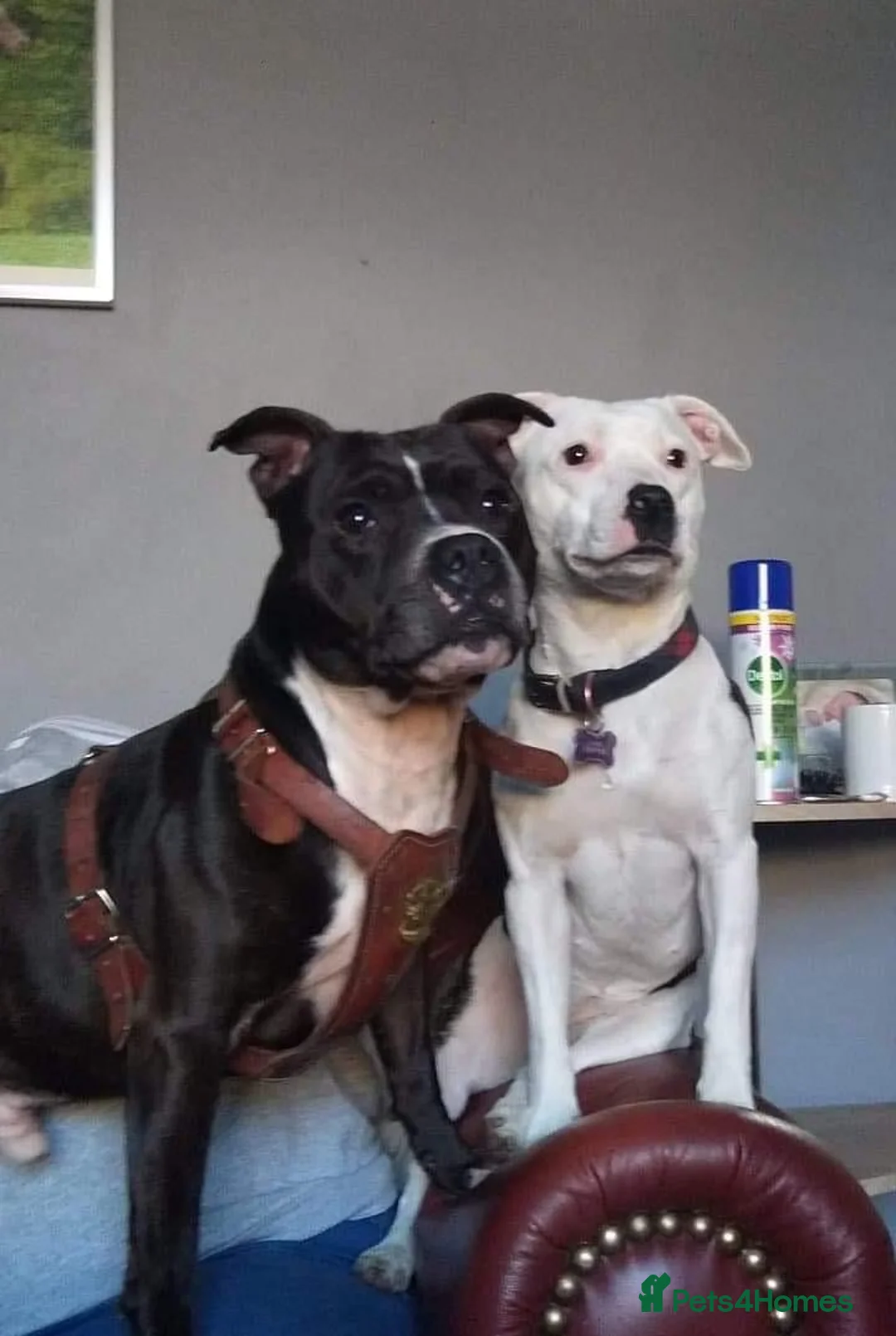 Staffordshire Bull Terrier dogs for sale: Brindle Staffordshire bull terrier.  - Advert 2