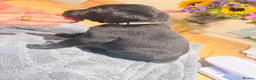 Labrador Retriever dogs for sale: Beautiful litter of Labrador Puppies  - Advert 23