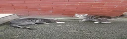 Mixed Breed cats for sale: Beautiful Kittens  - Advert 4