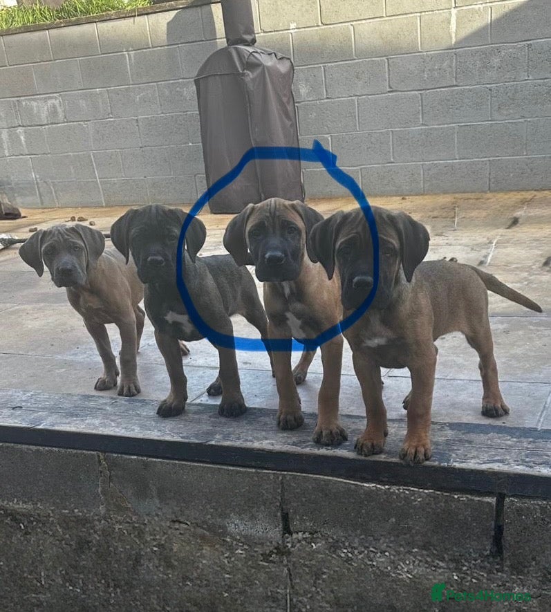 Cane Corso dogs 1 boy back available caneCorso pup - Advert 3