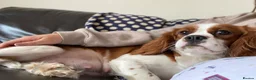 Cavapoo dogs for sale: Cavapoo Puppies  - Advert 6
