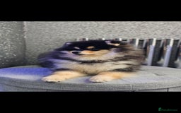 Pomsky dogs for sale: Pomsky puppies very small toy size F3  - Image 14