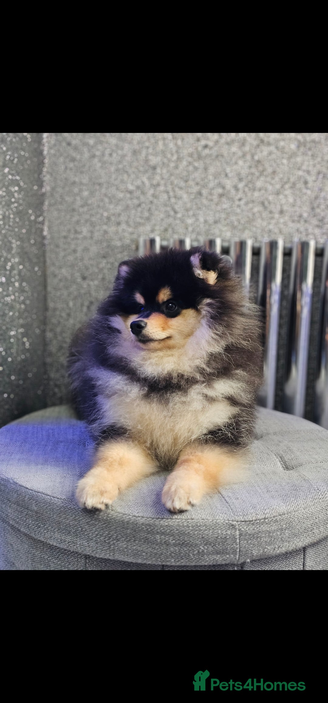 Pomsky dogs for sale: Pomsky puppies very small toy size F3  - Image 14