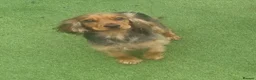 Cocker Spaniel dogs for sale: Show Cocker Spaniel puppies - Advert 6
