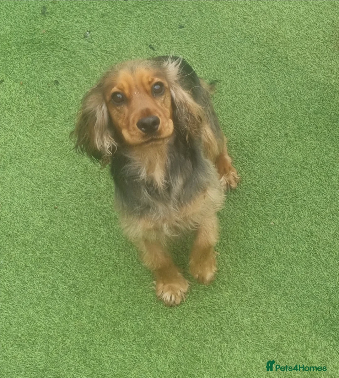 Cocker Spaniel dogs for sale: Show Cocker Spaniel puppies - Advert 6