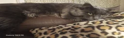 Maine Coon cats for sale: Thunder  - Advert 3