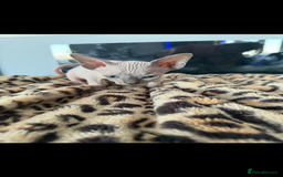 Sphynx cats for sale: canadian sphynx for sale  - Advert 15