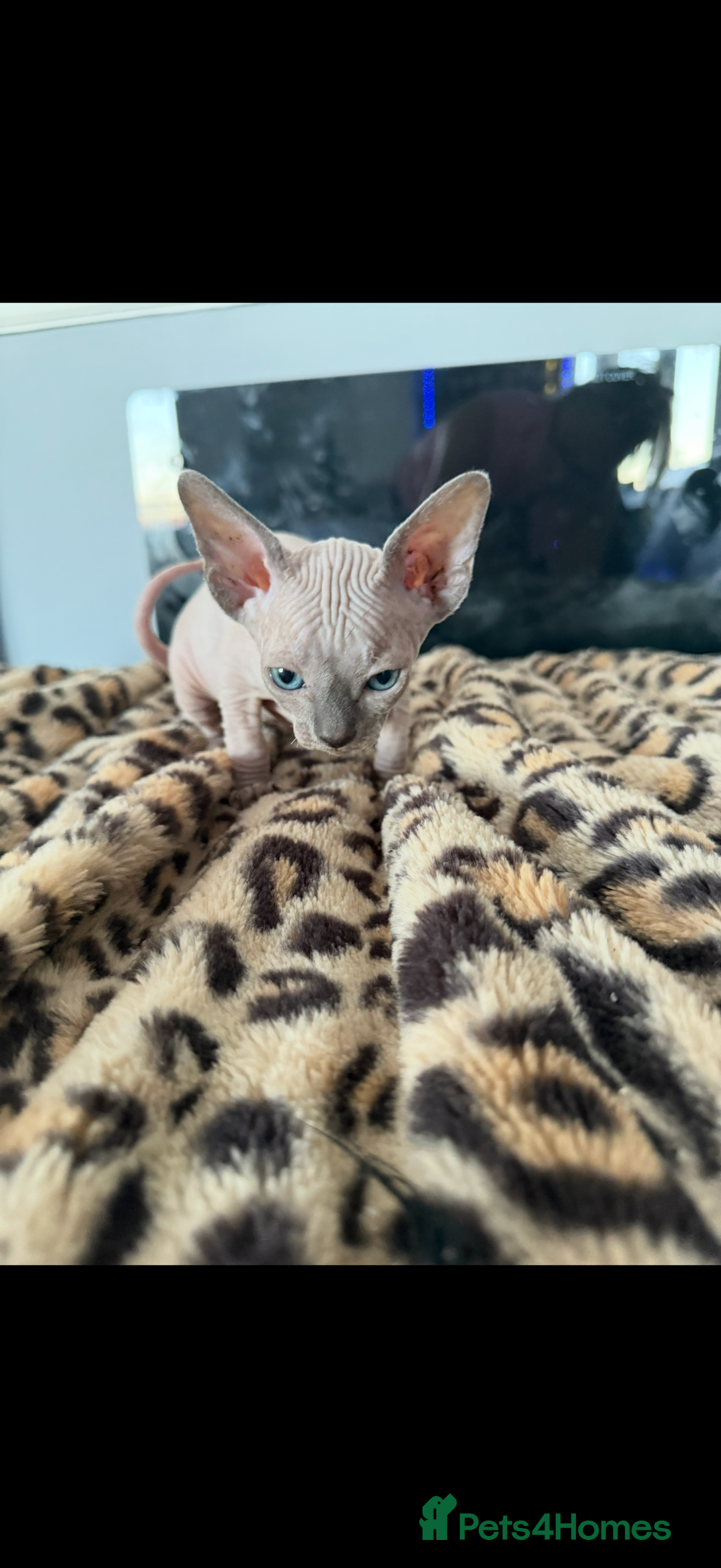 Sphynx cats for sale: canadian sphynx for sale  - Advert 15
