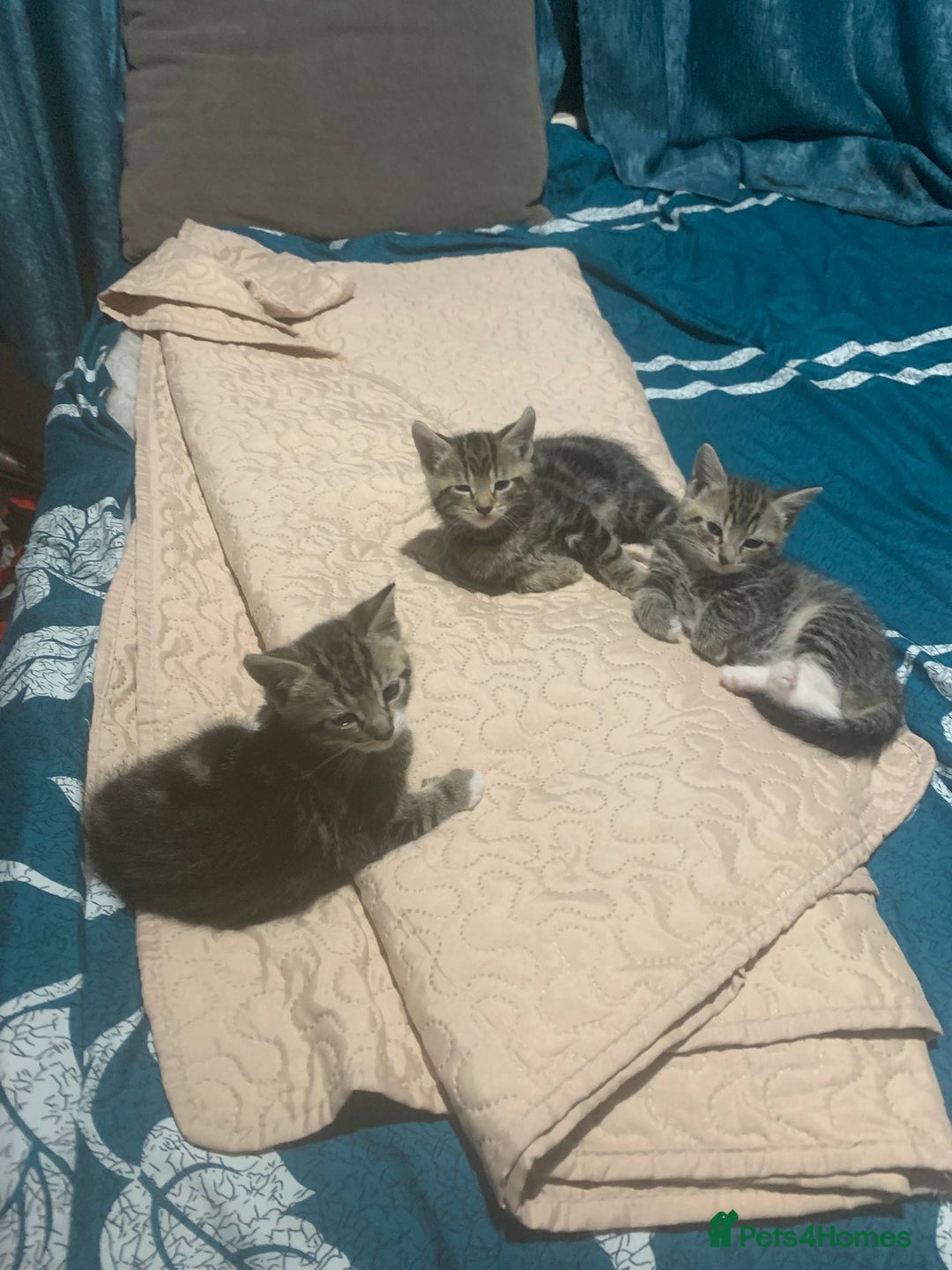 British Shorthair cats for sale: Tabby kitten  - Advert 4