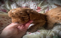 Cockapoo dogs for sale: Fabulous F1b Fox Red Cockapoo Health Cleared - Image 31