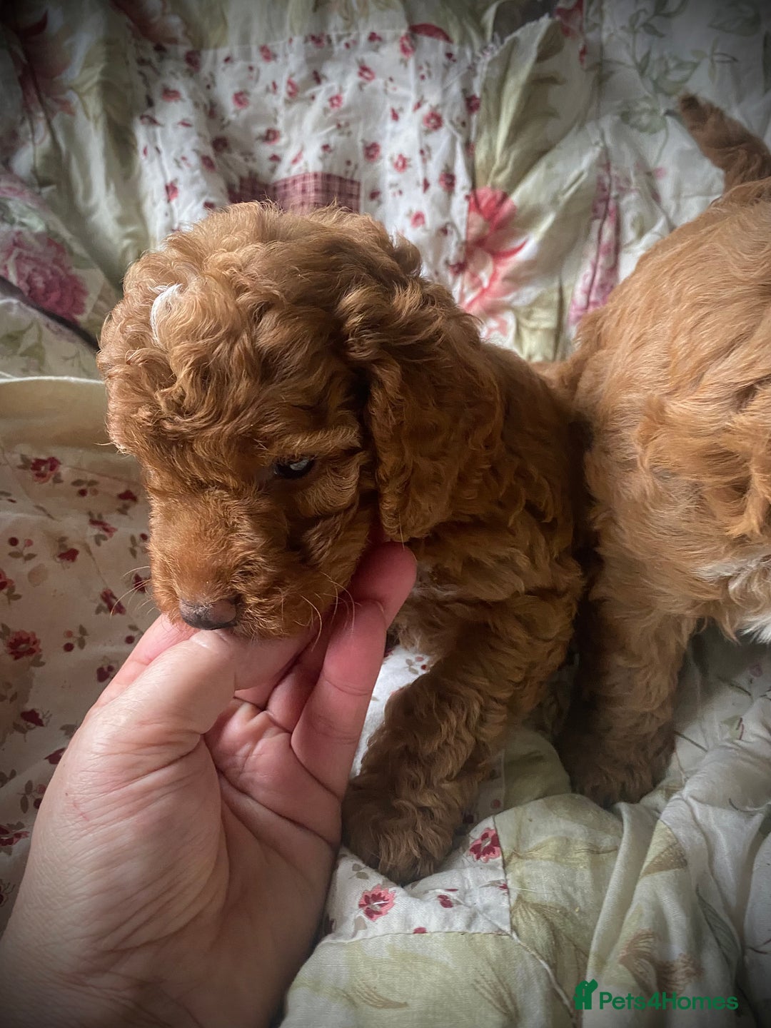 Cockapoo dogs for sale: Fabulous F1b Fox Red Cockapoo Health Cleared - Image 31