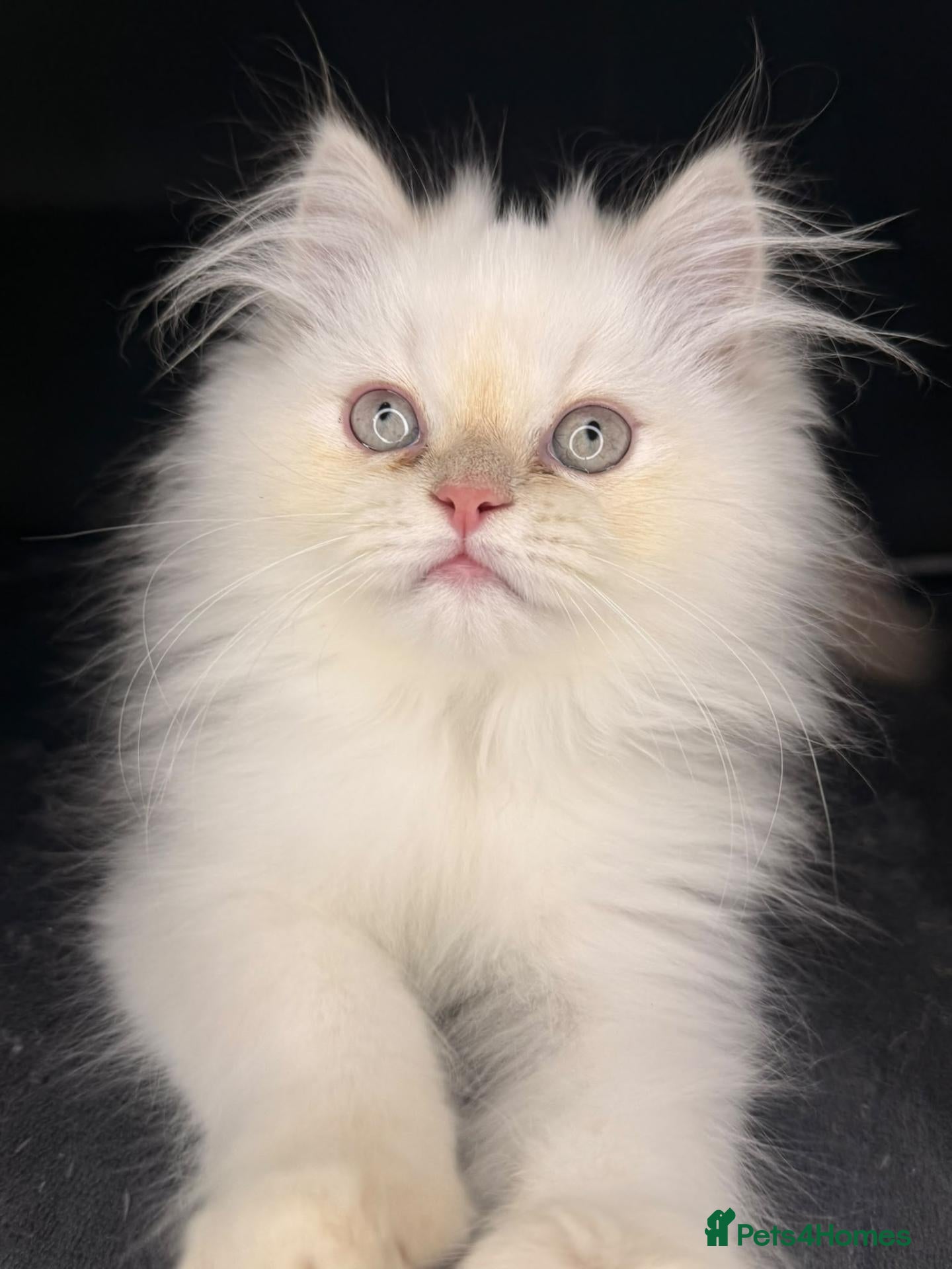 Persian cats ❗️One Left❗️ Persian kittens for sale 🥰 - Advert 1