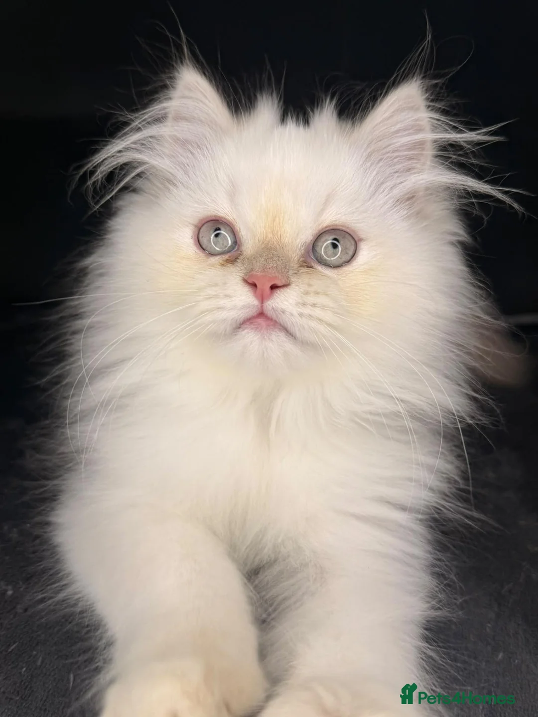 Persian cats for sale: ❗️One Left❗️ Persian kittens for sale 🥰 - Advert 1