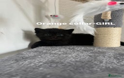 British Shorthair cats for sale: British shorthair black/2point - Image 12