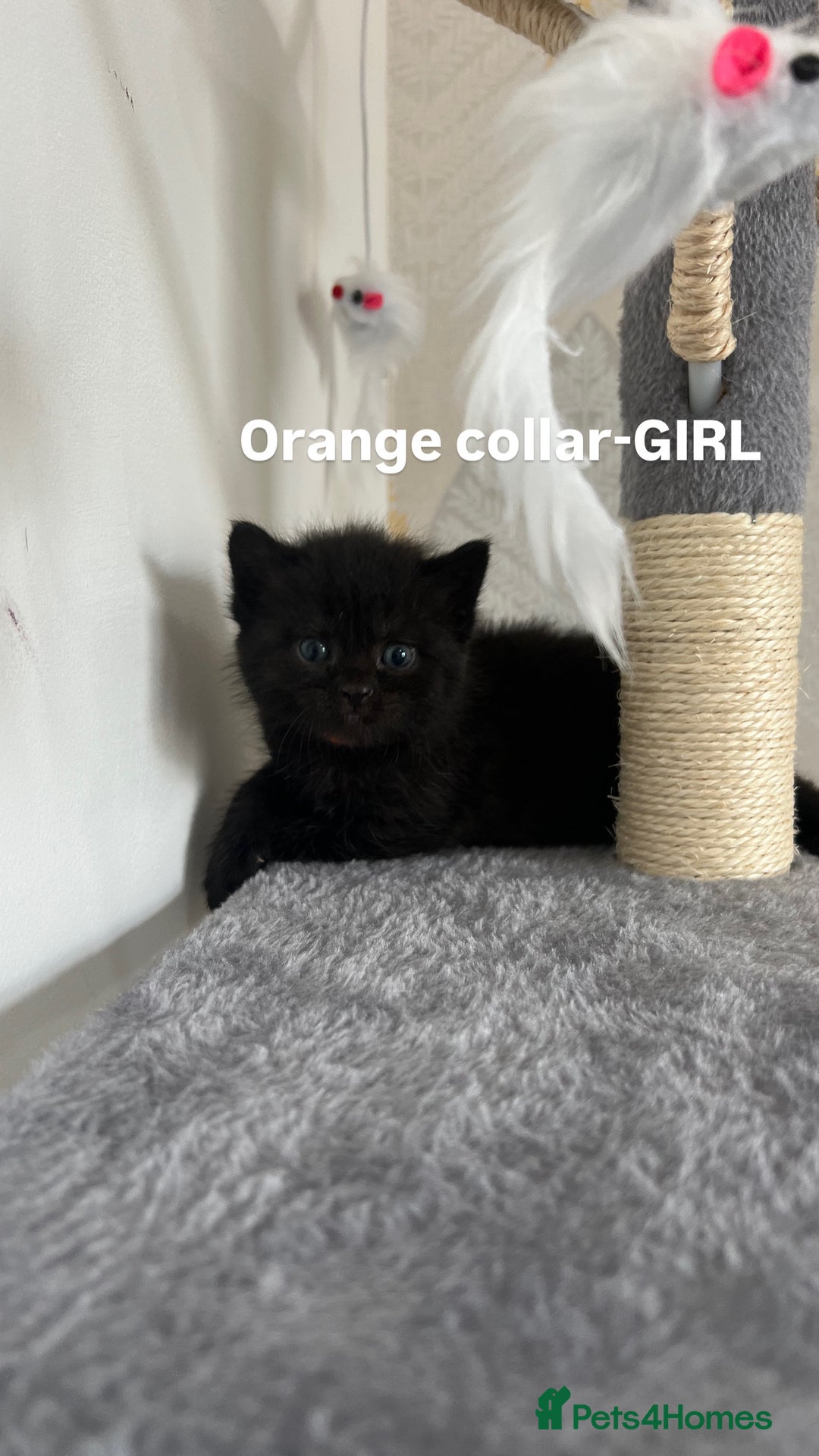 British Shorthair cats for sale: British shorthair black/2point - Image 12