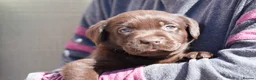 Labrador Retriever dogs for sale: Chocolate Labrador puppies Kc reg health tested - Advert 5