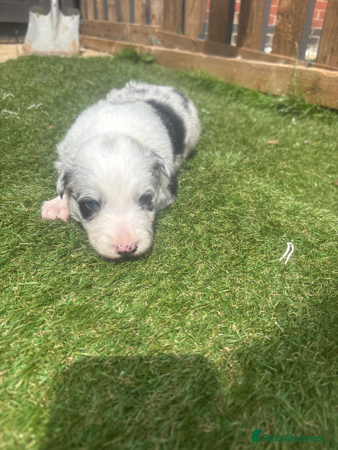 Border Collie dogs for sale: Fluffy long coat Blue merle border collie puppies - Image 18