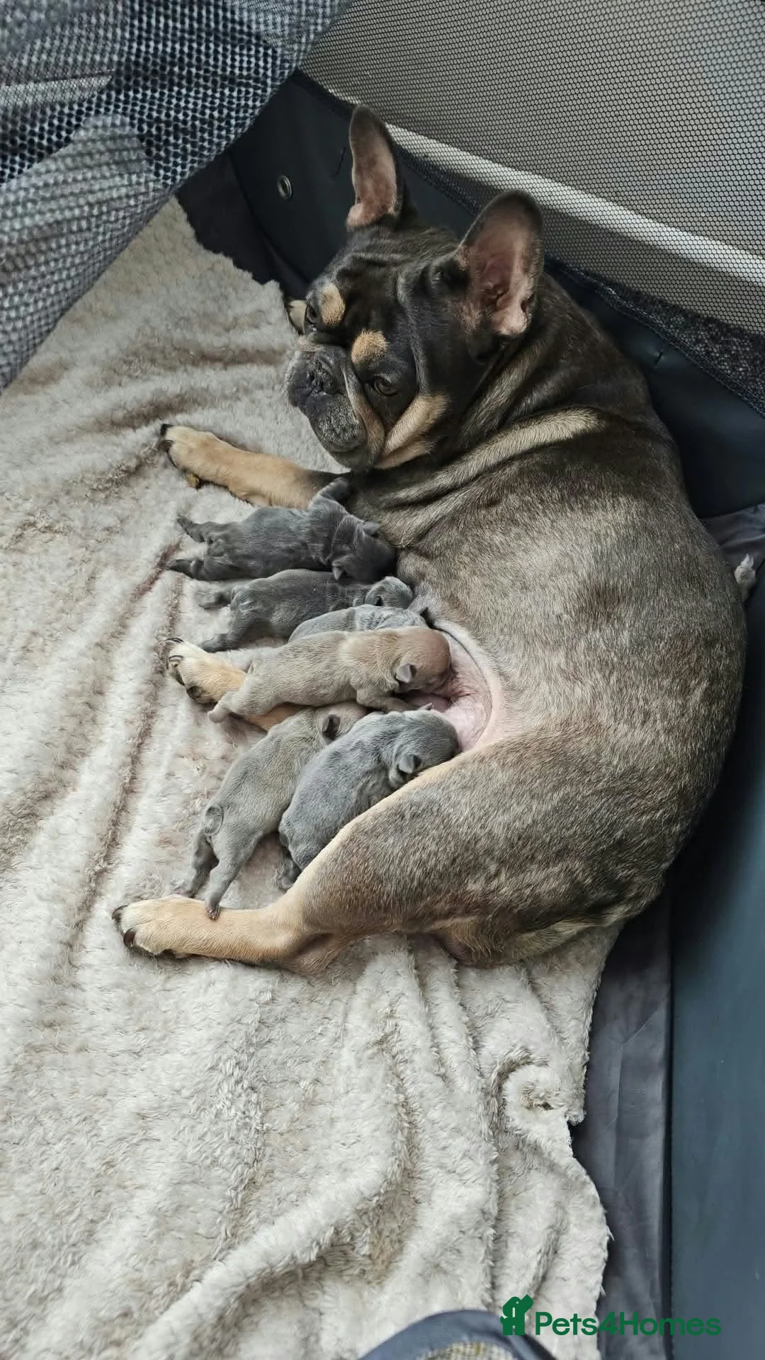 French Bulldog dogs for sale: French bulldog  - Advert 1