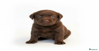 Mixed Breed dogs Malamute / Labrador pups  - Advert 14