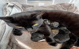 Bengal cats for sale: 11 Tortie, Tabby and Tuxedo Kittens - Image 14