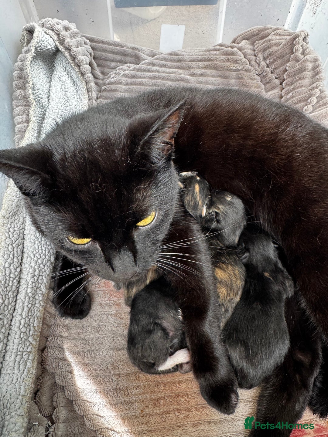 Bengal cats for sale: 11 Tortie, Tabby and Tuxedo Kittens - Image 14