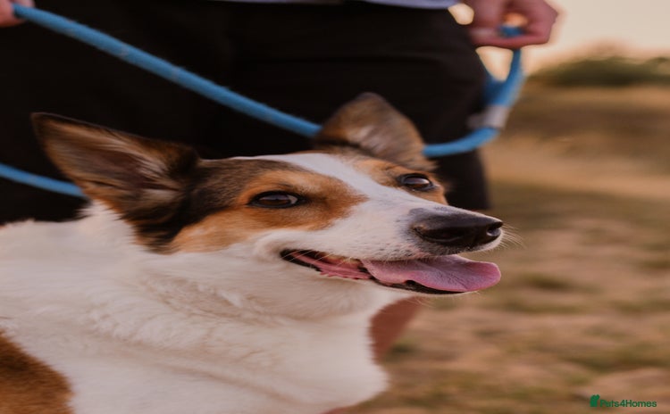 Mixed Breed dogs - Advert 3