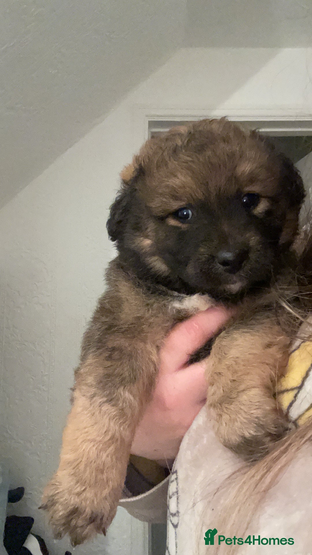 Mixed Breed dogs for sale: *only 1 male left* Malkita puppies 4 boys - Advert 17