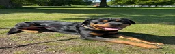 Rottweiler dogs for stud: Gorgeous Rottweiler for Stud in Market Rasen - Advert 5