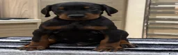 Dobermann dogs for sale: Top Quality Dobermann Puppies Available - Advert 11