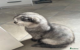 Scottish Fold cats for sale: Pedigree Scottish fold kittens for sale  - Image 9