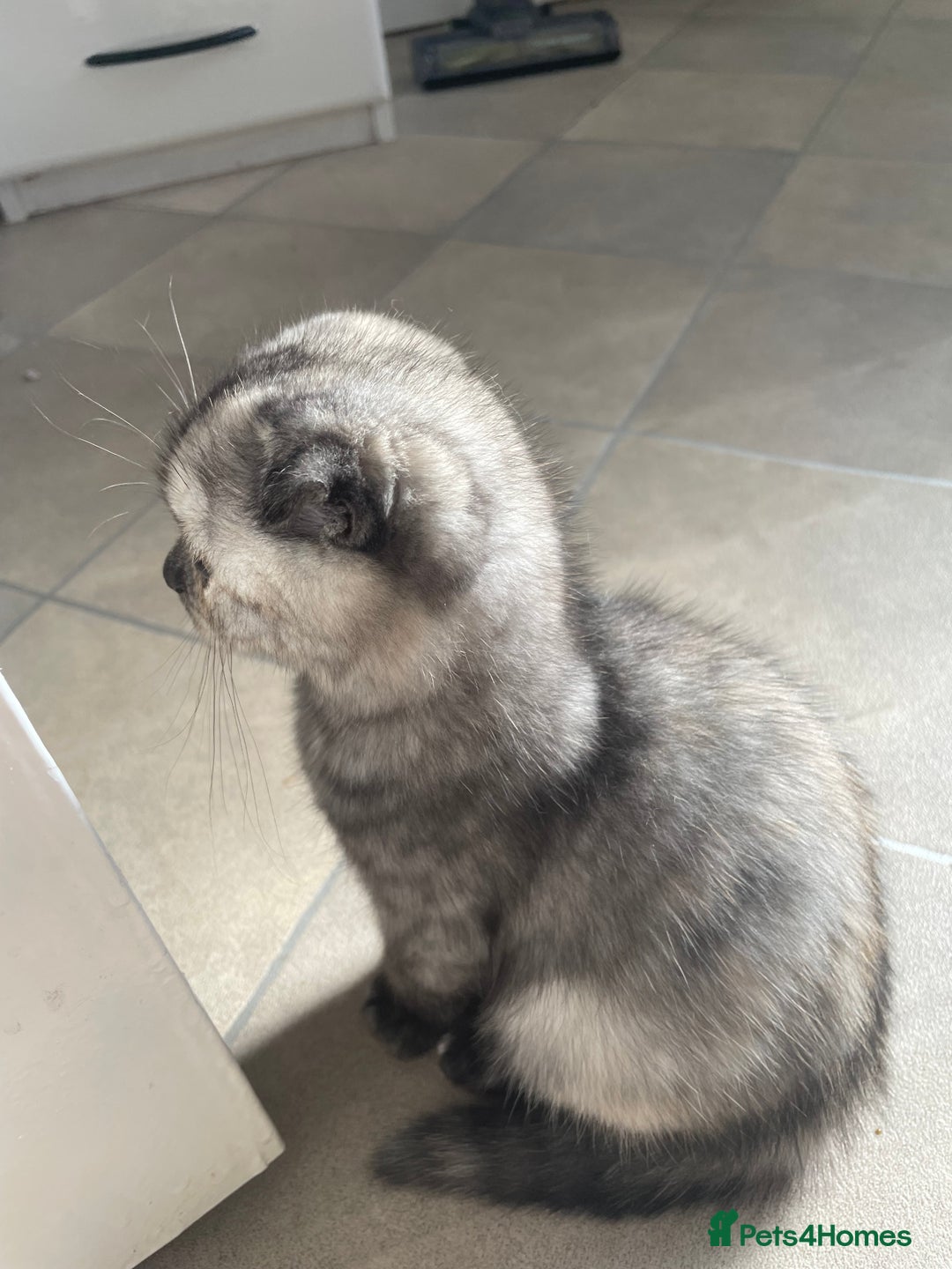 Scottish Fold cats for sale: Pedigree Scottish fold kittens for sale  - Image 9