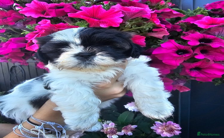 Shih Tzu dogs - Advert 2