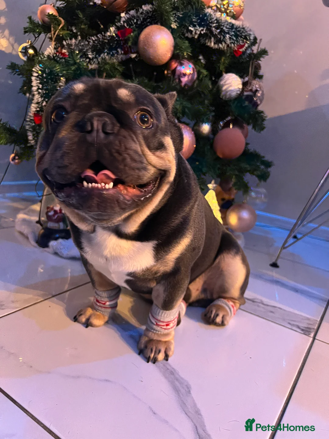 French Bulldog dogs for stud: Pablo KC - Advert 3