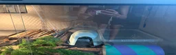 Python Snake reptiles for sale: Ball python with enclosure - Advert 3