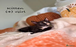 Mixed Breed cats for sale: Stunning kittens 8 weeks old ready now  - Image 15