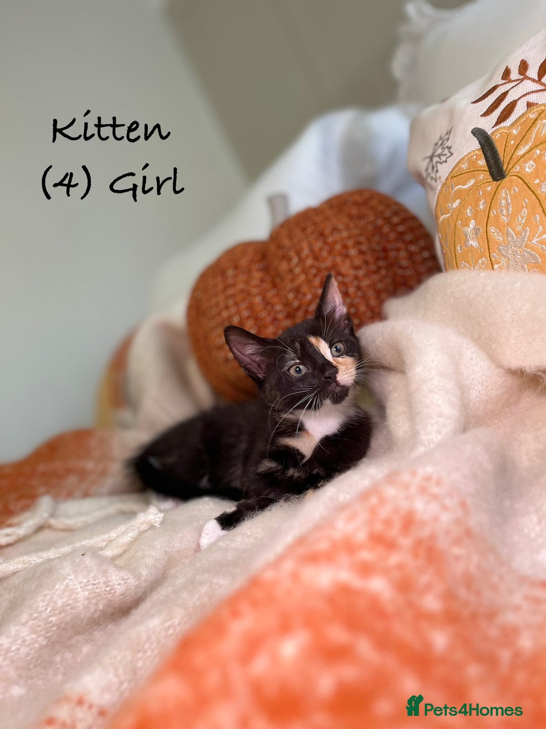 Mixed Breed cats for sale: Stunning kittens 8 weeks old ready now  - Image 15