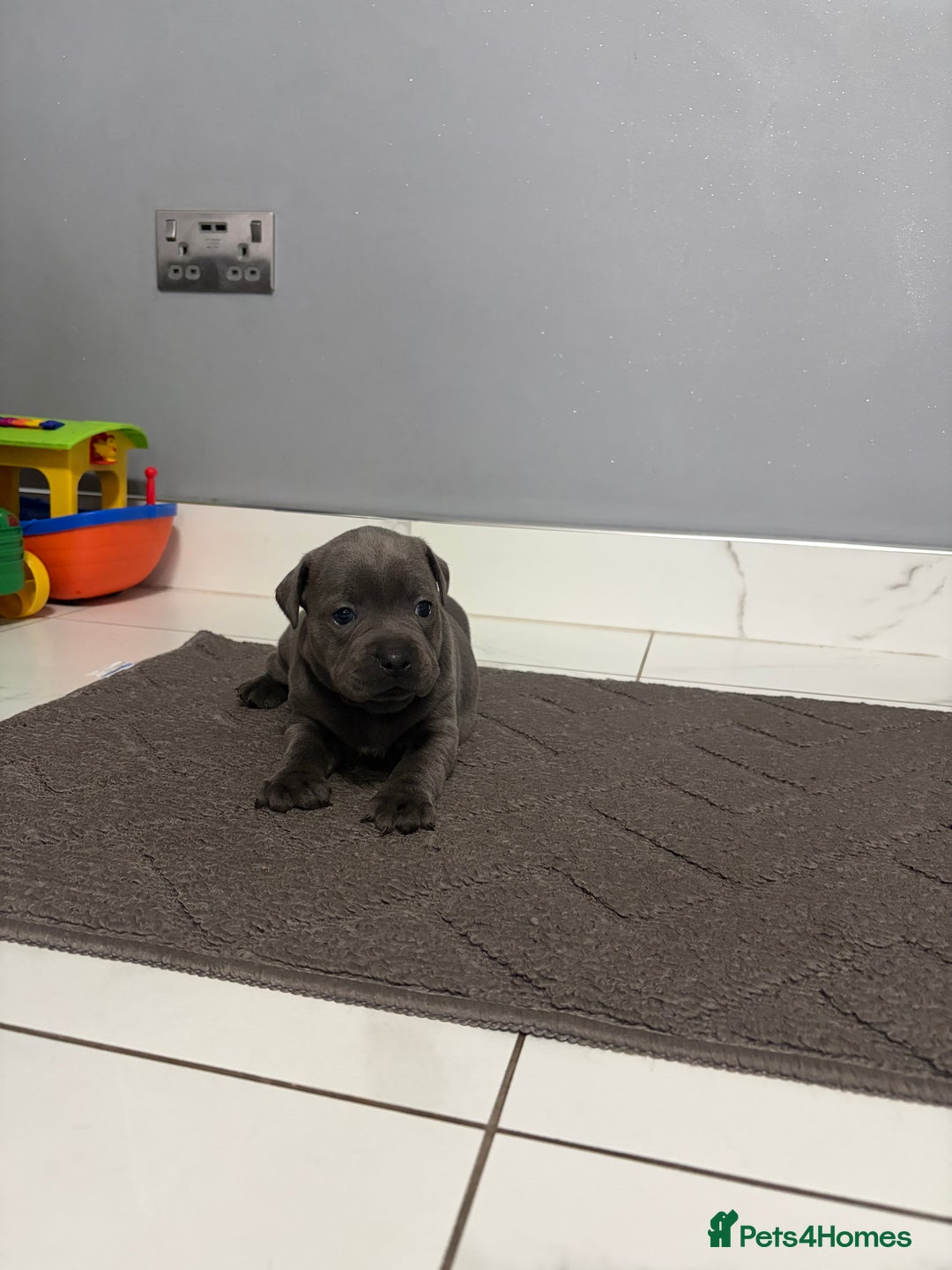 Staffordshire Bull Terrier dogs for sale: Blue staff puppies  - Image 2