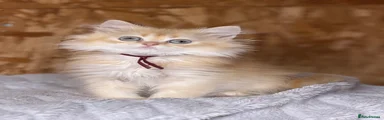 British Shorthair 1