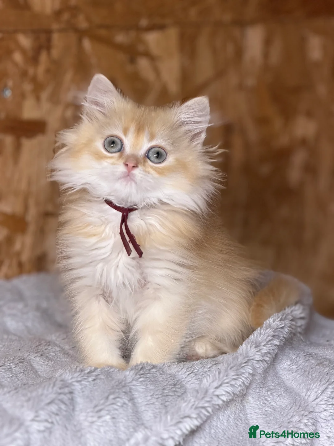 British Shorthair cats for sale: British shorthair/longhair golden kittens TICa - Advert 2