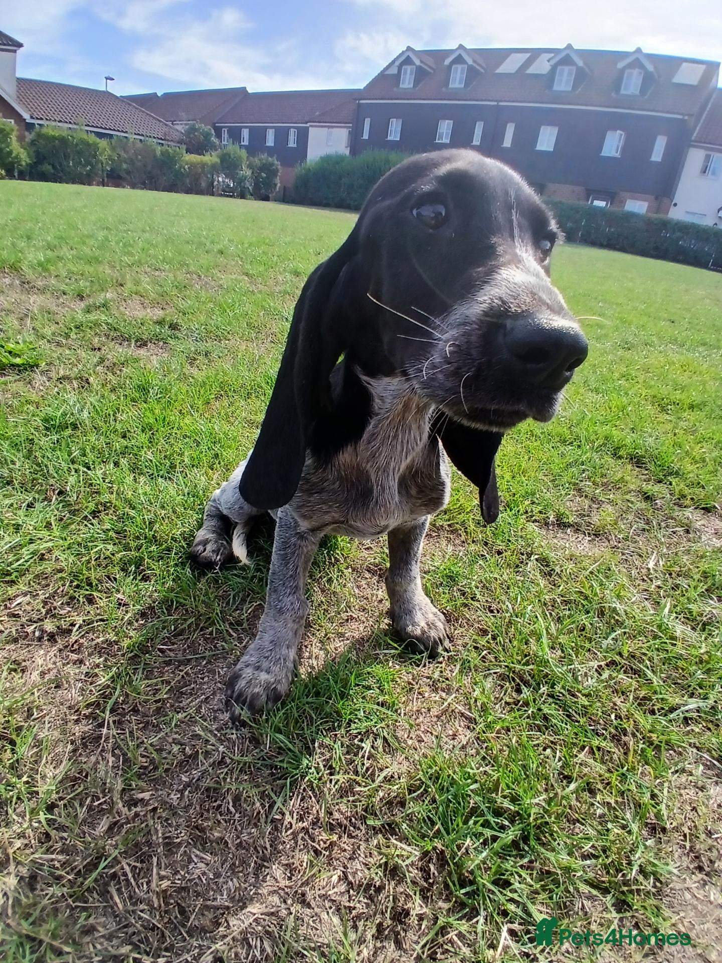 Mixed Breed dogs KC Basset Hound x KC German Shorthaired Pointer  - Advert 2