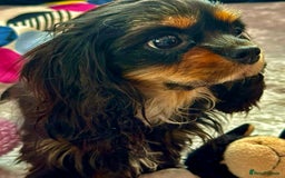 Cavalier King Charles Spaniel dogs for adoption: Button’s Story: From Despair to Love - Image 11