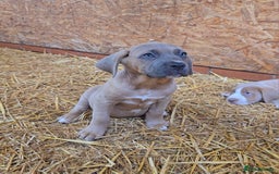 Cane Corso dogs for sale: Beautiful Cane Corso pups now available.  - Image 4