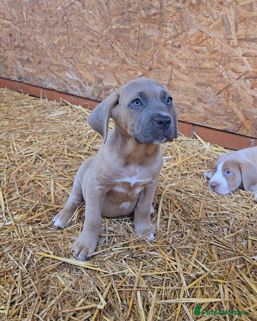 Cane Corso dogs for sale: Beautiful Cane Corso pups now available.  - Image 4