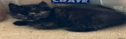 Mixed Breed cats for sale: Long haired tortoiseshell female kittens.  - Advert 12